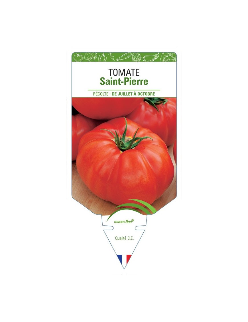 TOMATE SAINT-PIERRE