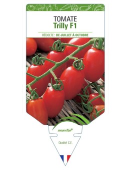 TOMATE TRILLY F1