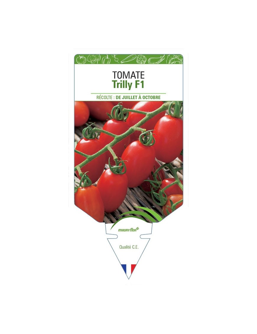 TOMATE TRILLY F1