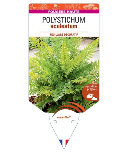 POLYSTICHUM aculeatum