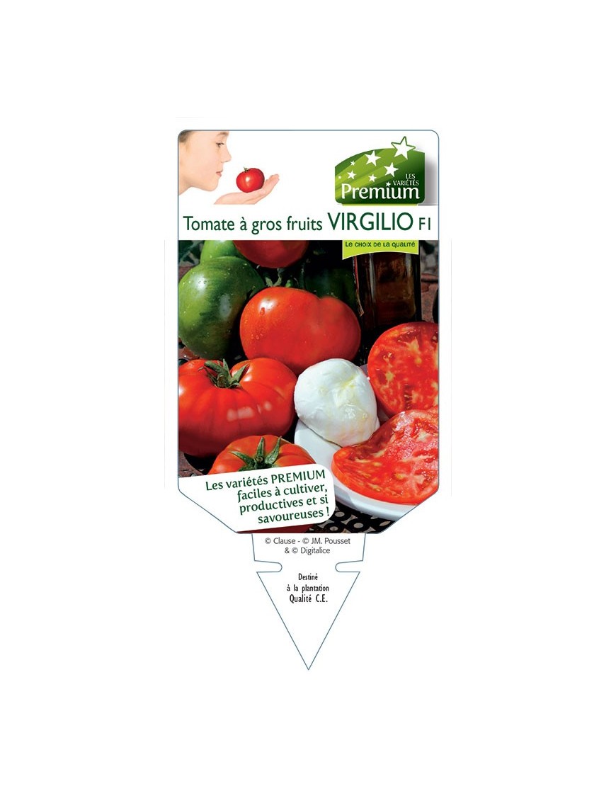 TOMATE à gros fruits VIRGILIO F1 *