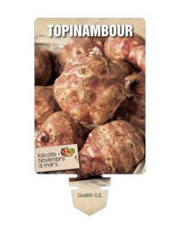 TOPINAMBOUR