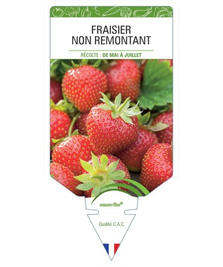 FRAISIER NON REMONTANT