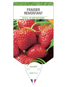 FRAISIER REMONTANT