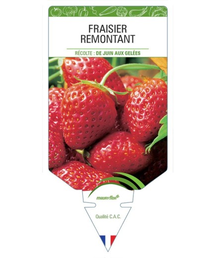 FRAISIER REMONTANT