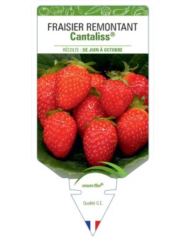 FRAISIER CANTALISS®
