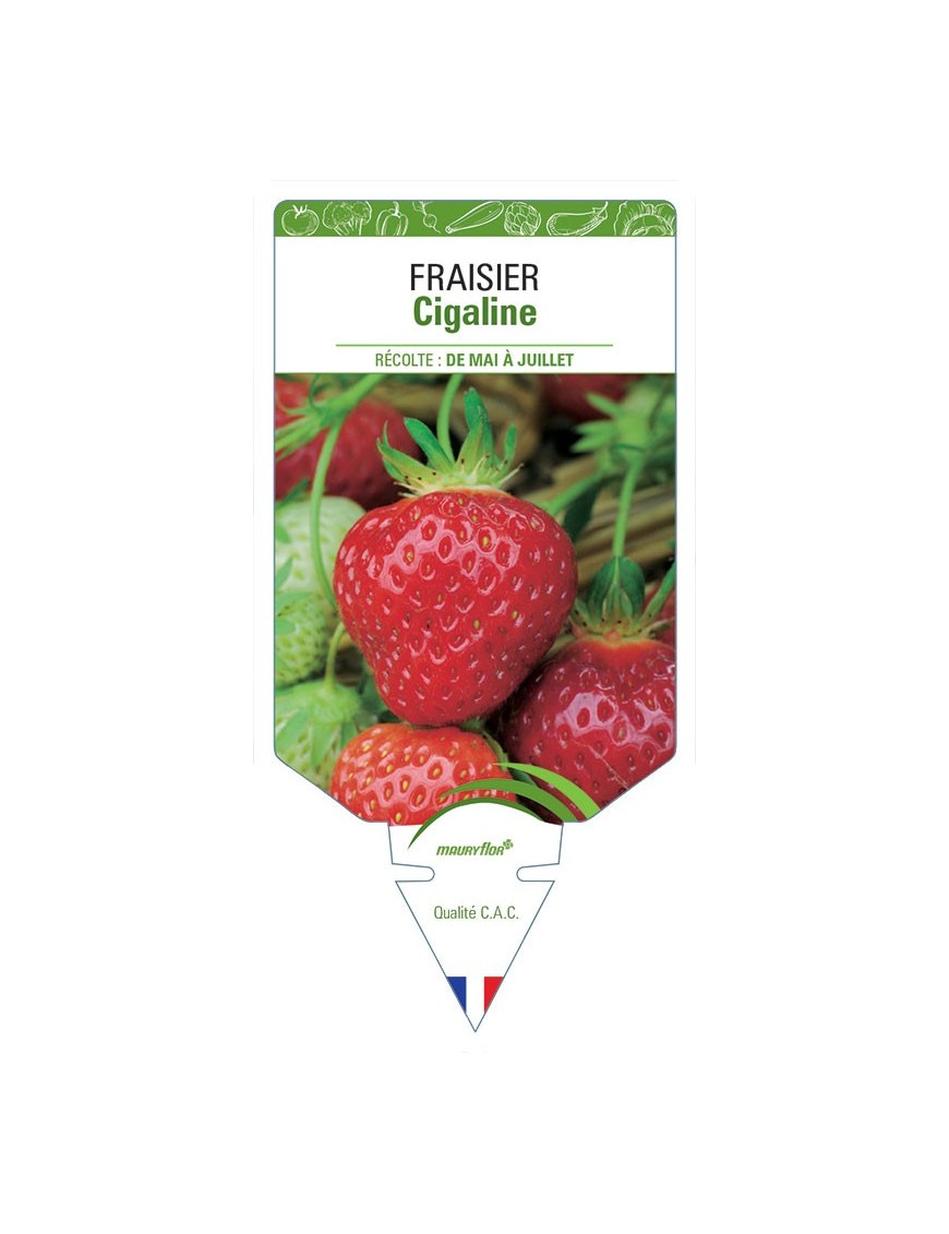 FRAISIER CIGALINE