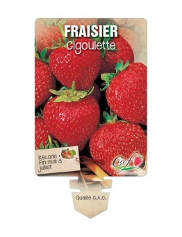 FRAISIER CIGOULETTE *