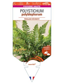 POLYSTICHUM polyblepharum