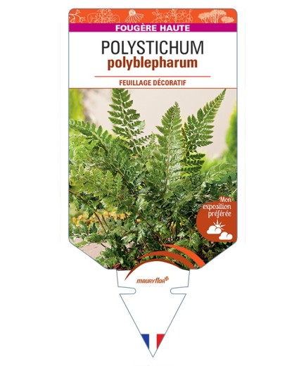 POLYSTICHUM polyblepharum