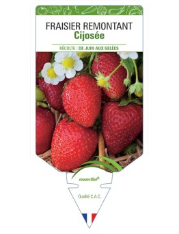 FRAISIER CIJOSÉE