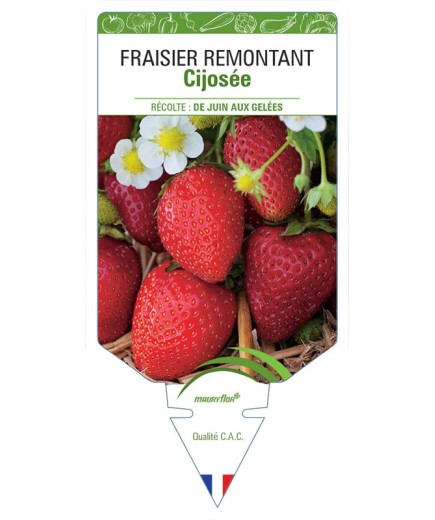 FRAISIER CIJOSÉE