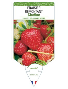 FRAISIER CIRAFINE