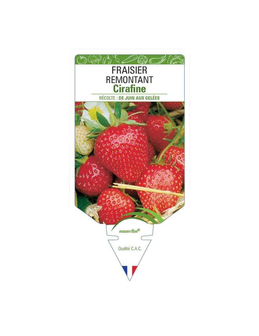 FRAISIER CIRAFINE