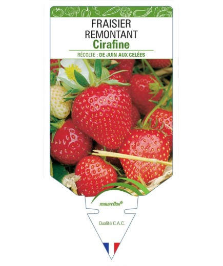 FRAISIER CIRAFINE