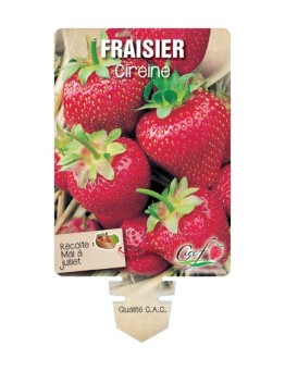 FRAISIER CIREINE *