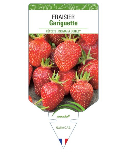 FRAISIER GARIGUETTE