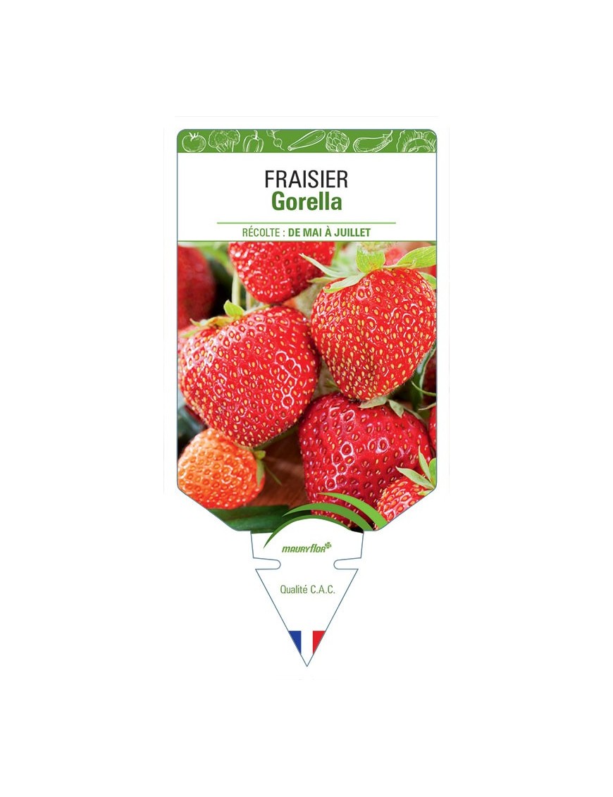 FRAISIER GORELLA