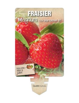 FRAISIER MAGNUM ® COV MARIONNET 97