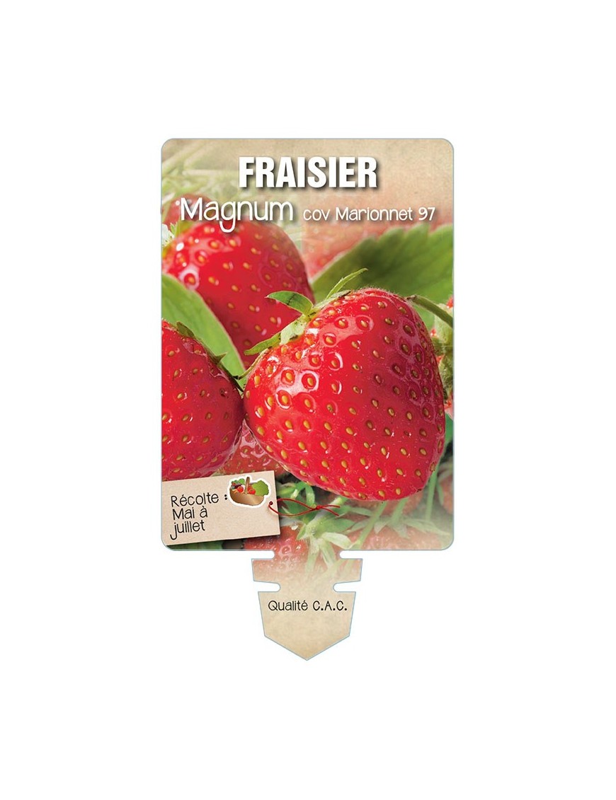 FRAISIER MAGNUM ® COV MARIONNET 97