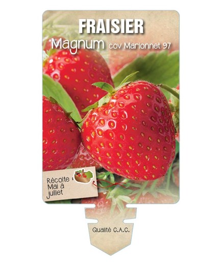 FRAISIER MAGNUM ® COV MARIONNET 97