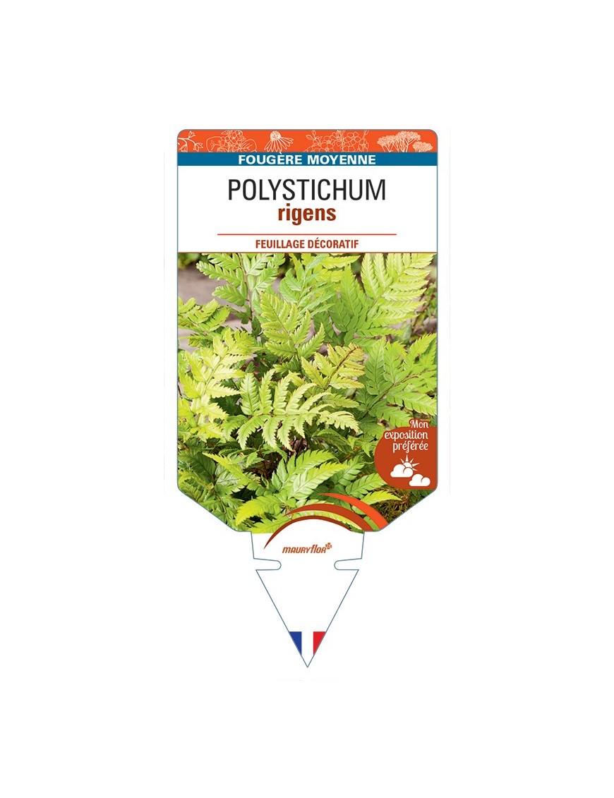 POLYSTICHUM rigens
