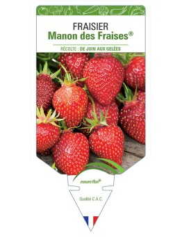 FRAISIER MANON DES FRAISES