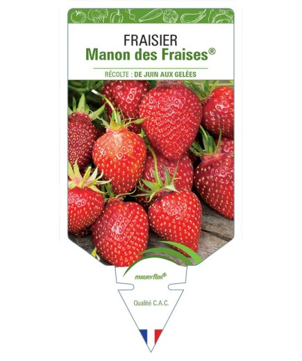 FRAISIER MANON DES FRAISES