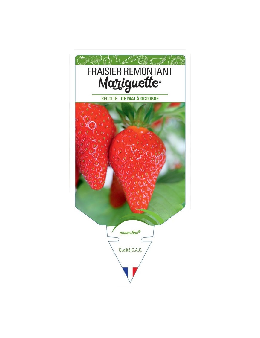 FRAISIER MARIGUETTE ® COV MARIONNET 99 *