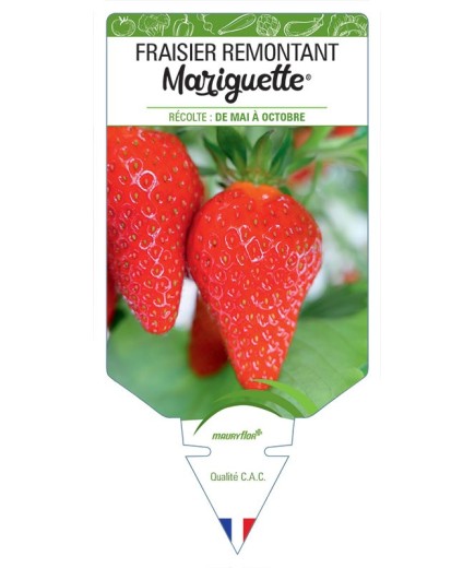 FRAISIER MARIGUETTE ® COV MARIONNET 99 *