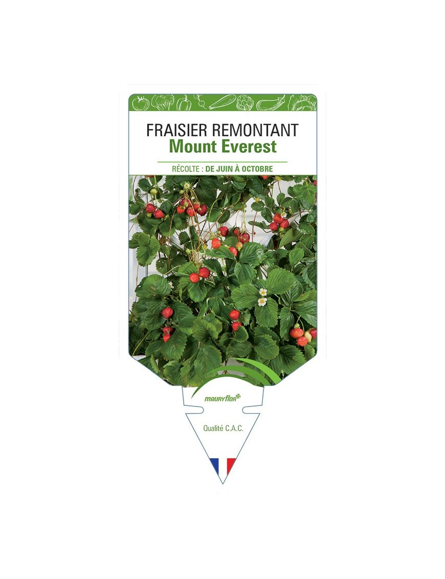 FRAISIER MOUNT EVEREST *