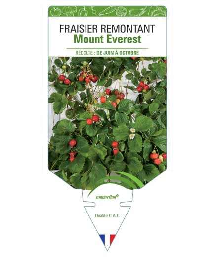 FRAISIER MOUNT EVEREST *