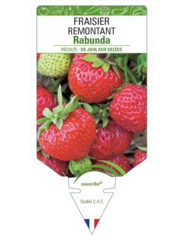 FRAISIER RABUNDA