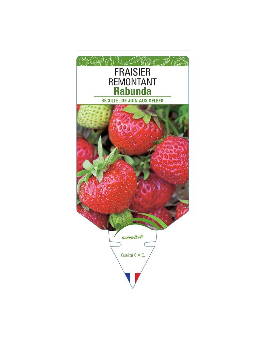 FRAISIER RABUNDA