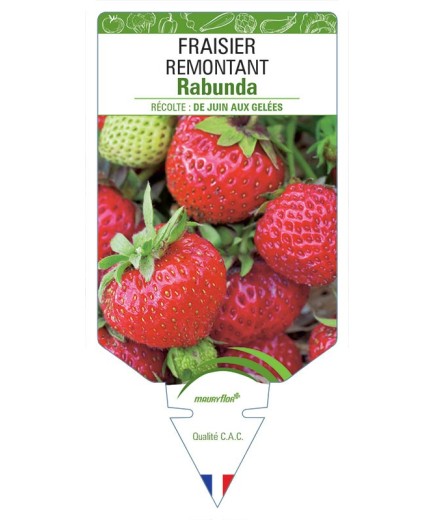 FRAISIER RABUNDA