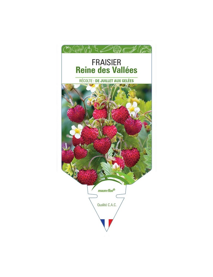 FRAISIER REINE DES VALLÉES