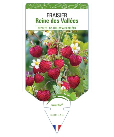 FRAISIER REINE DES VALLÉES