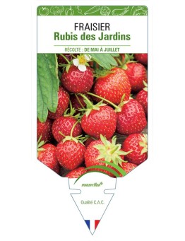 FRAISIER RUBIS DES JARDINS *