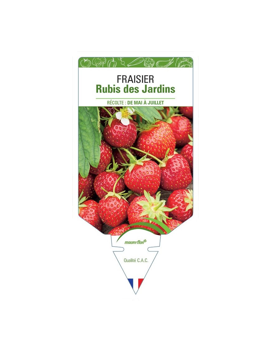 FRAISIER RUBIS DES JARDINS *