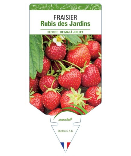 FRAISIER RUBIS DES JARDINS *