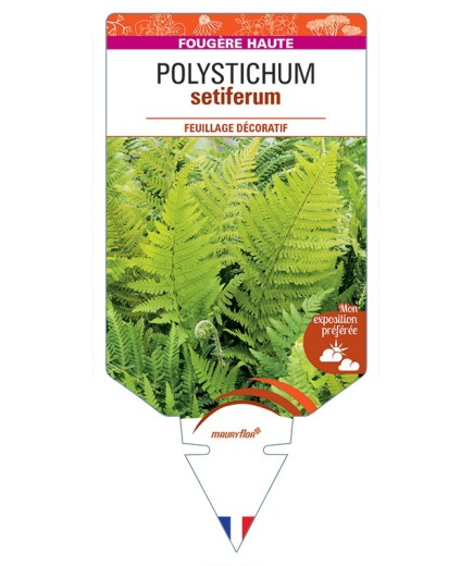 POLYSTICHUM setiferum
