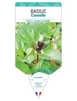 BASILIC CANNELLE *