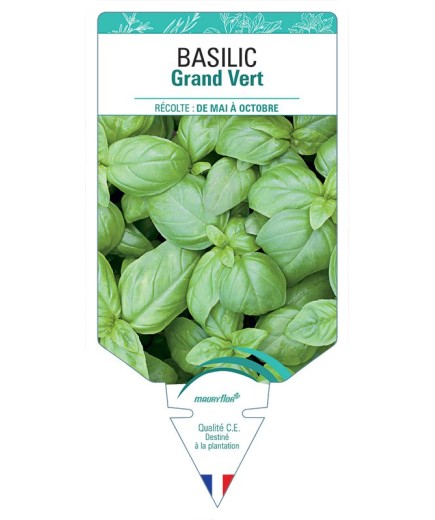 BASILIC GRAND VERT