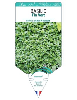 BASILIC FIN VERT
