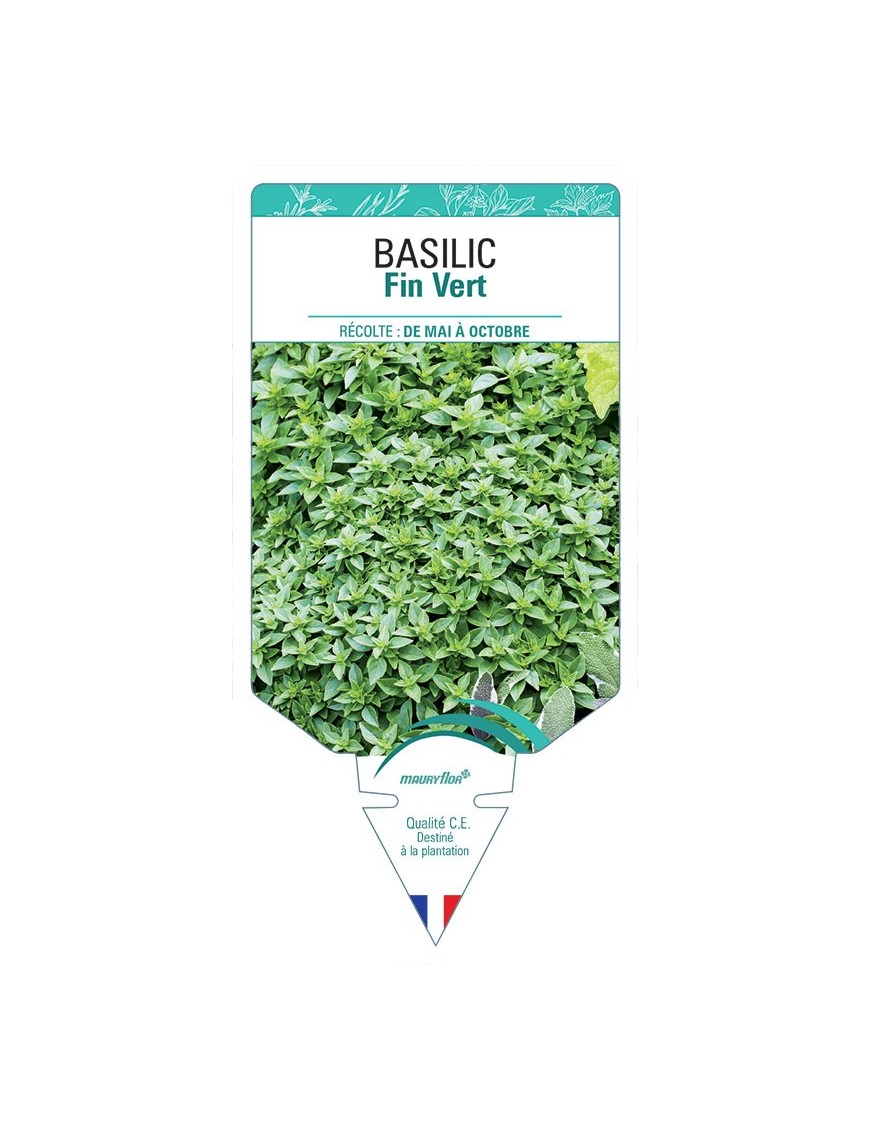 BASILIC FIN VERT