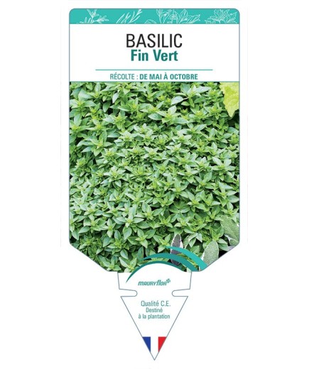 BASILIC FIN VERT