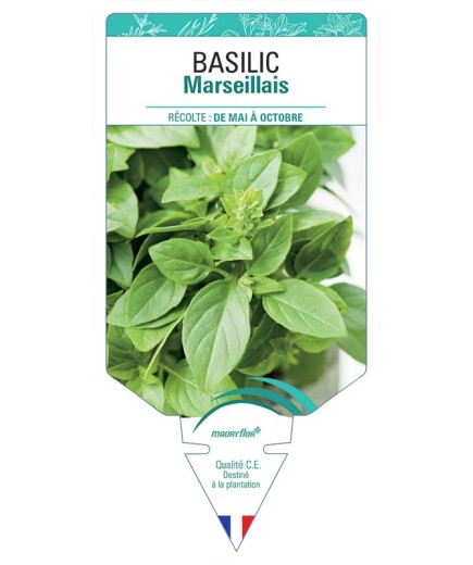BASILIC MARSEILLAIS