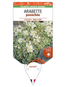 ARABETTE (caucasica 'Variegata') panachée *