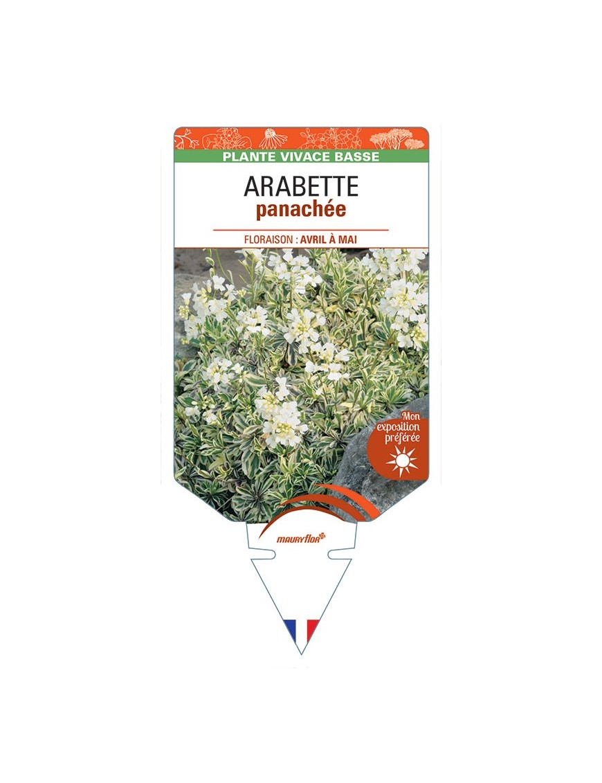 ARABETTE (caucasica 'Variegata') panachée *