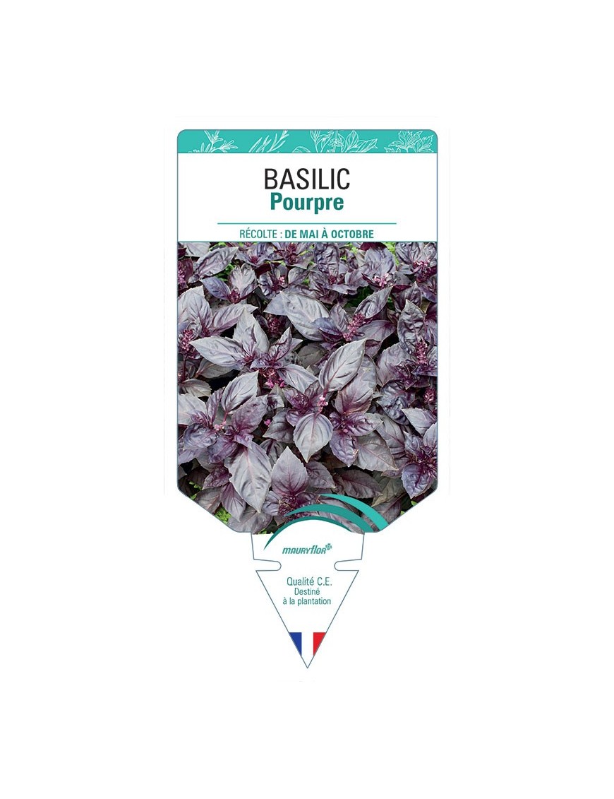 BASILIC POURPRE